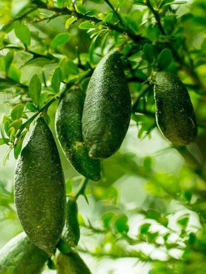 50% Discount-🍋Lemon Caviar! 🪴Lemon Seeds with Your fingers