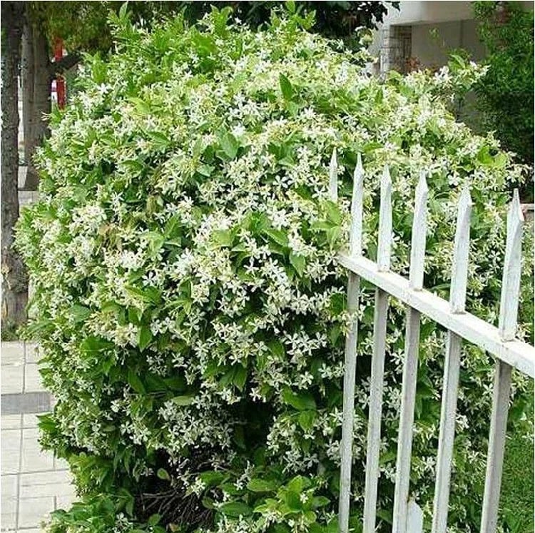 LAST DAY Promotion 49% OFF 🌸 Jasmine Potted Plant