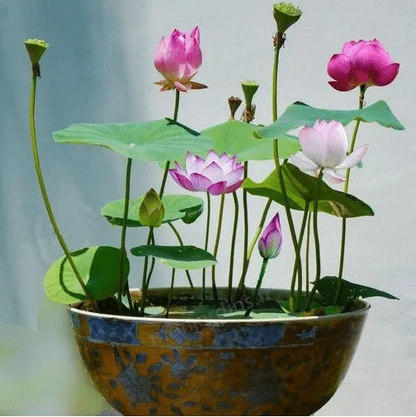 🎁50% Discount🌺The sacred lotus flower in bonsai