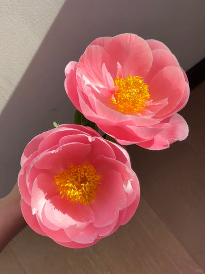 🌺 Peony Bulbs: The Queen of Flowers for Your Garden