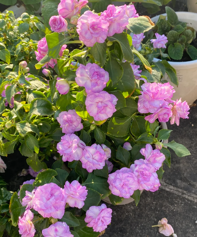 Premium Double Impatiens Seeds — Lush Double Petal Flowers for Containers🌸