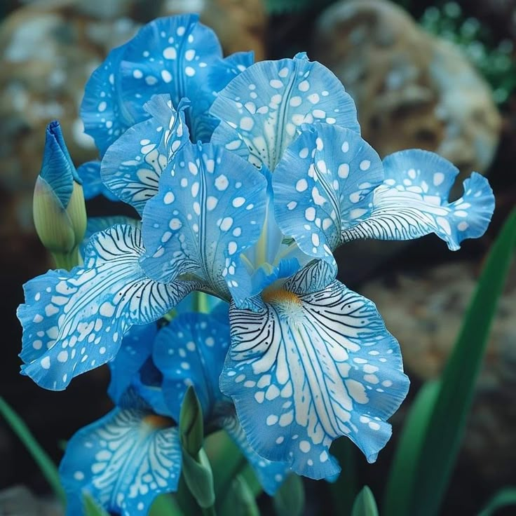⚜️Rare Iris Bulbs-Extremely Rare Iris Bulbs –🦋 Grow a Masterpiece