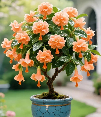 🌙 Fuchsia bulbs – Let your garden gently illuminate
