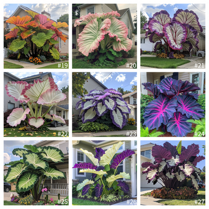 🌈 Turn Any Garden Into a Tropical Masterpiece