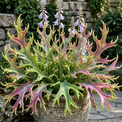 🌱 Rainbow Staghorn Hosta - 🦌The Hosta With Extraordinary Antler Shaped Foliage