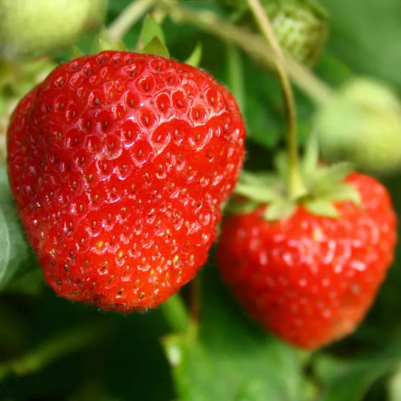 🍓🍓Super Giant Strawberry Fruit Seeds-very easy to grow🍓🍓