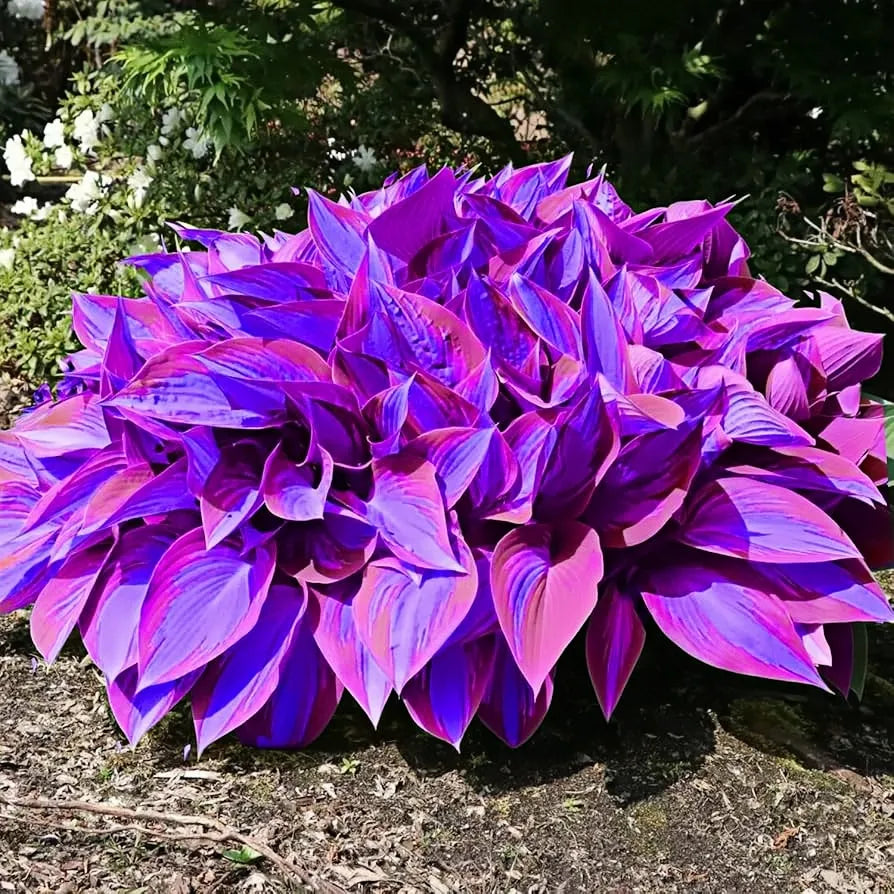 🌿Rare Premium Hosta Bulbs– Easy to grow🌸Transform Your Garden!
