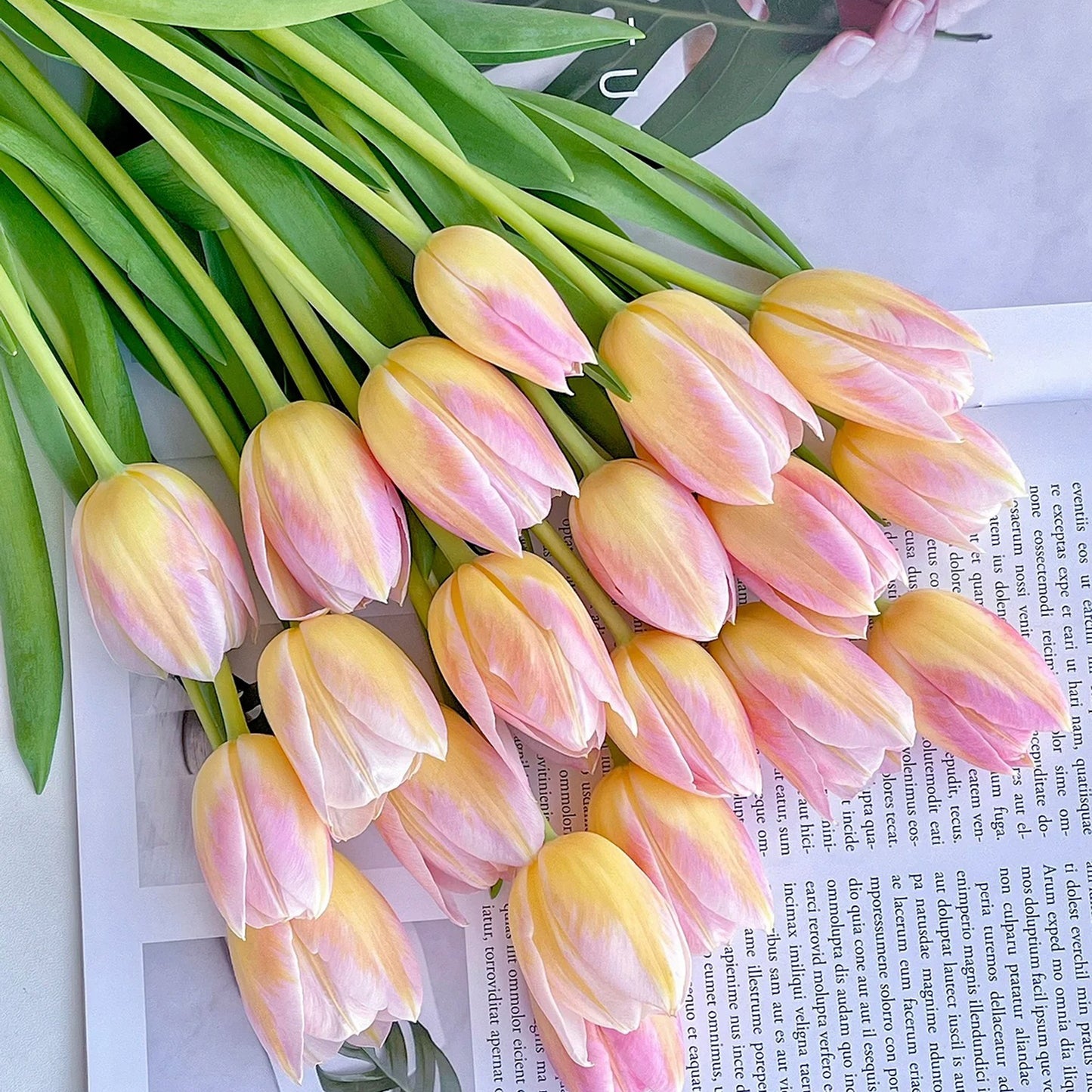 💥Spring NEW🌷Tulips "first love"seeds