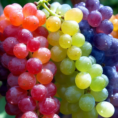 🌈🍇Rare Rainbow Hybrid Grape Organic