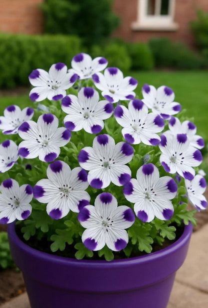🌸 Red Ring Dianthus Bulbs – Vibrant Blooms for a Stunning Garden!