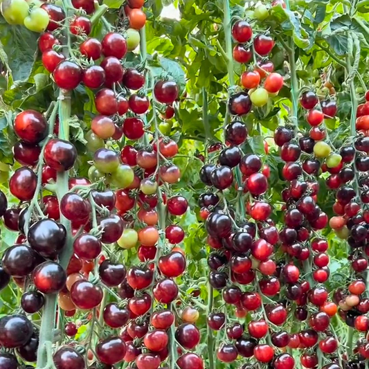 🍅Black Pearl Tomato Seeds