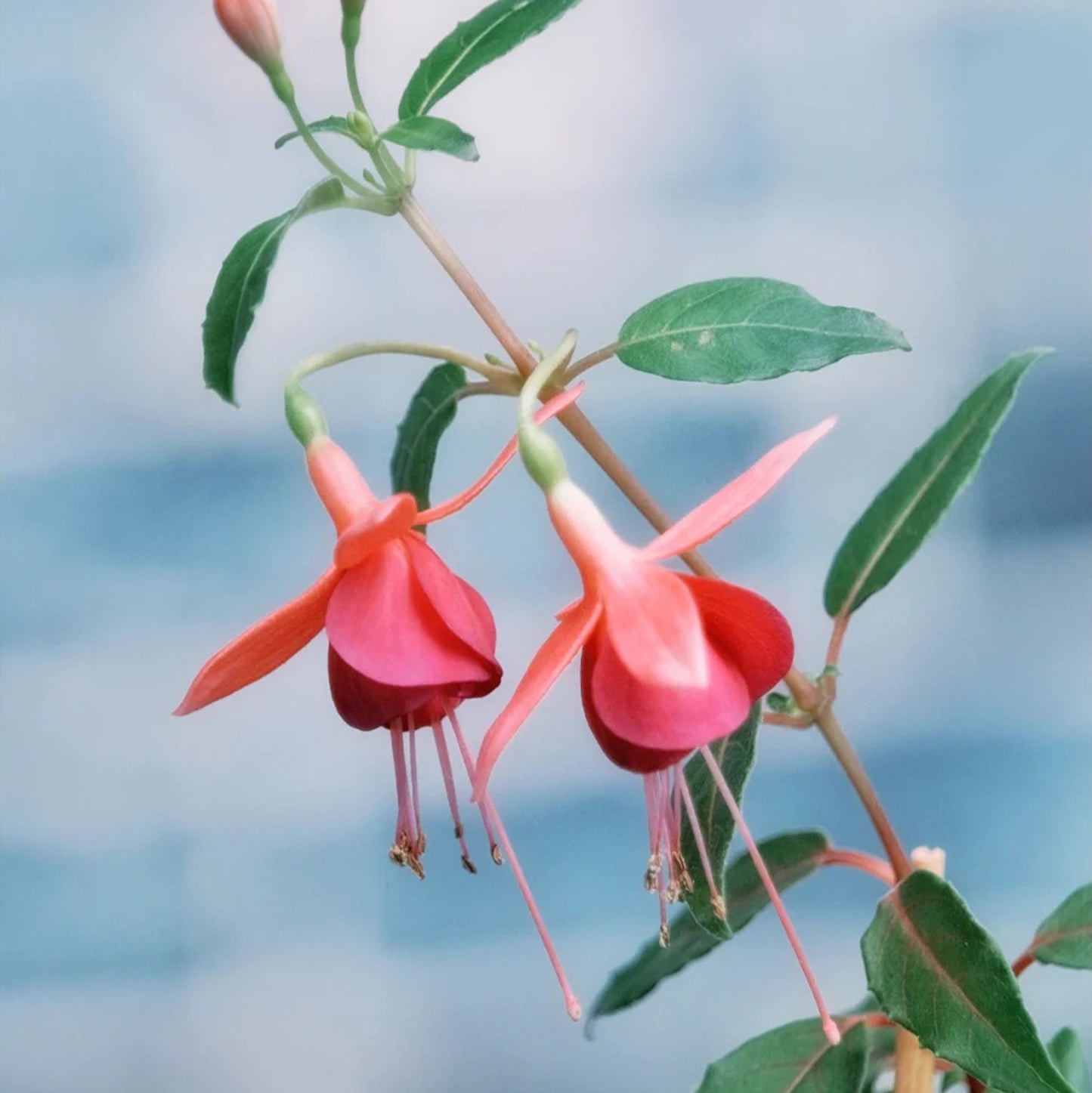 🌱Fuchsia Hybrida Voss bulbs –🌺Exotic Colorful Flowers That Thrive Easily！
