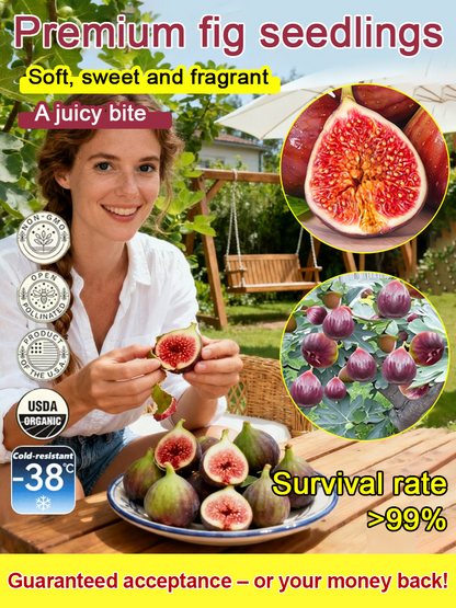 [100 pcs] Fig Seeds – Non-GMO, Easy to Grow, Sweet Juicy Fruit for Balcony, Backyard & Home Garden Planting, All Season Growing
