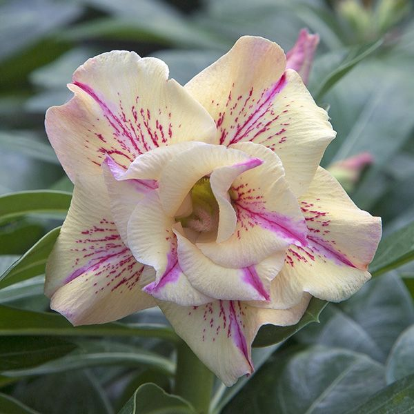 🔥Desert roses up to 50% off – Now at a Discount!🎁 😍Loves to bloom, long flowering period 🌵 Desert Rose
