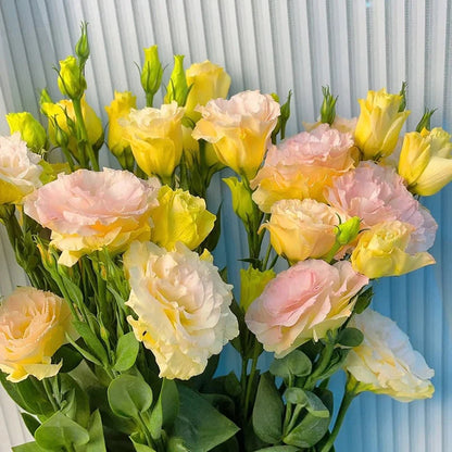 💖🌷Experience the Beauty of Eustoma in Your Own Garden 💐
