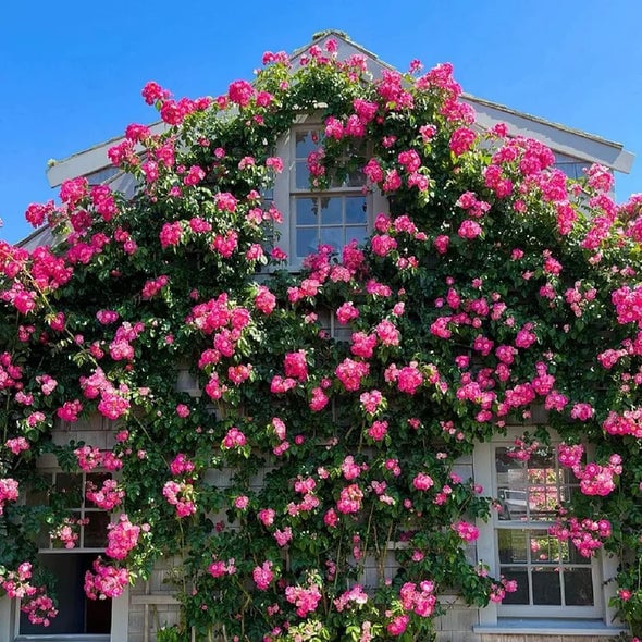 🌹 Fast-Growing Climbing Roses – Beautiful Blooms in Just One Year!