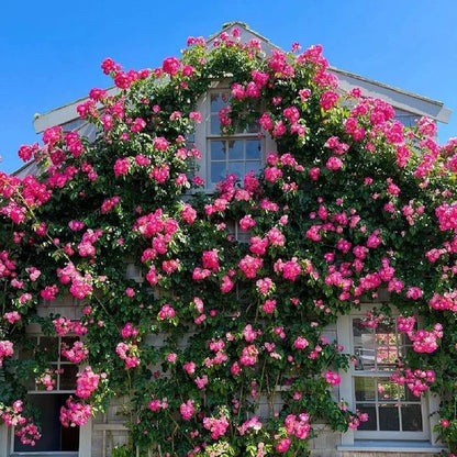 🌹 Fast-Growing Climbing Roses – Beautiful Blooms in Just One Year!