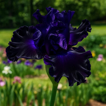 ⚜️ Rare Tall Bearded Iris – Premium Garden Rhizomes