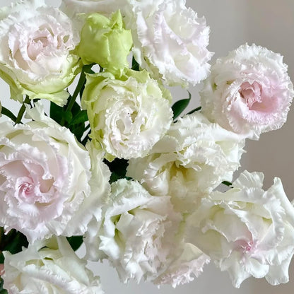 💖🌷Experience the Beauty of Eustoma in Your Own Garden 💐