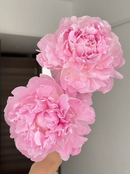 🌺 Peony Bulbs: The Queen of Flowers for Your Garden