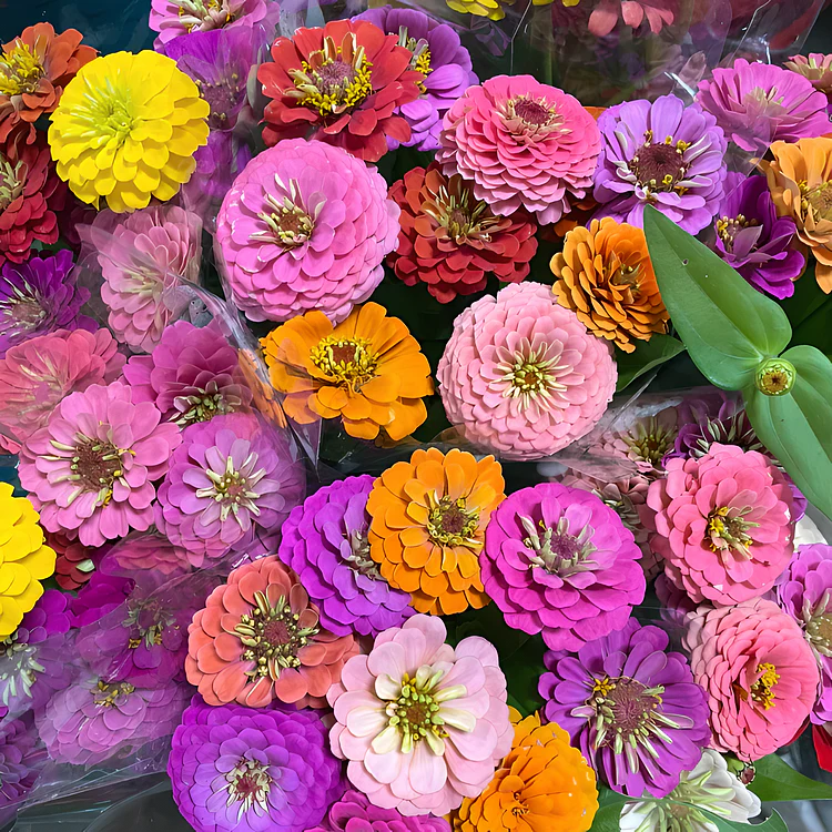 🦋 Easy Double Zinnia Seeds – Massive Colorful Blooms in Just Weeks 🌸✨