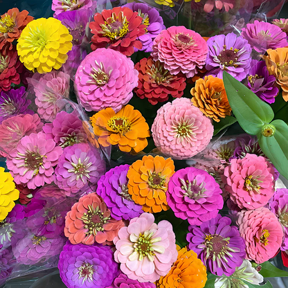 🦋 Easy Double Zinnia Seeds – Massive Colorful Blooms in Just Weeks 🌸✨