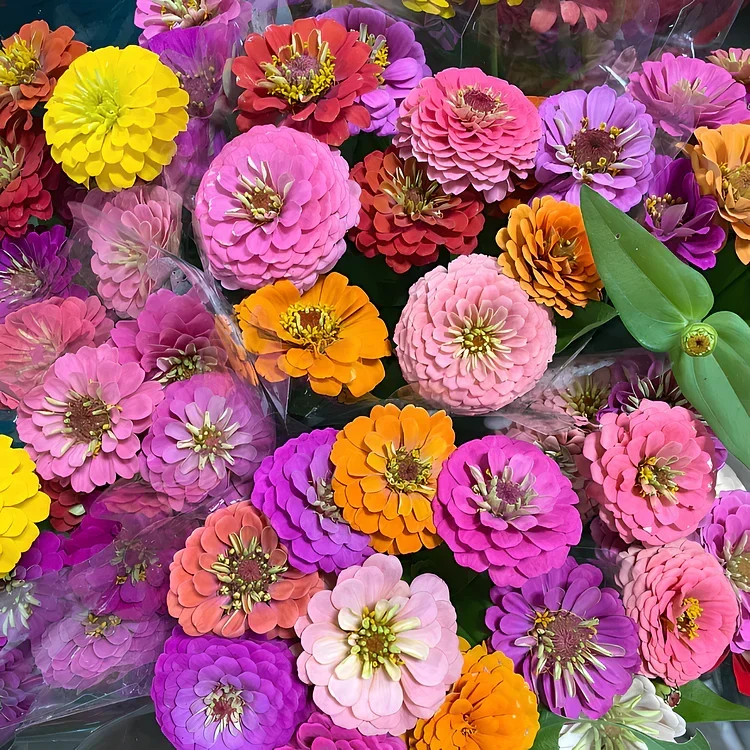 🏠🌿Easy Double Zinnia Seeds – Big, Bold, Beautiful💮🤗