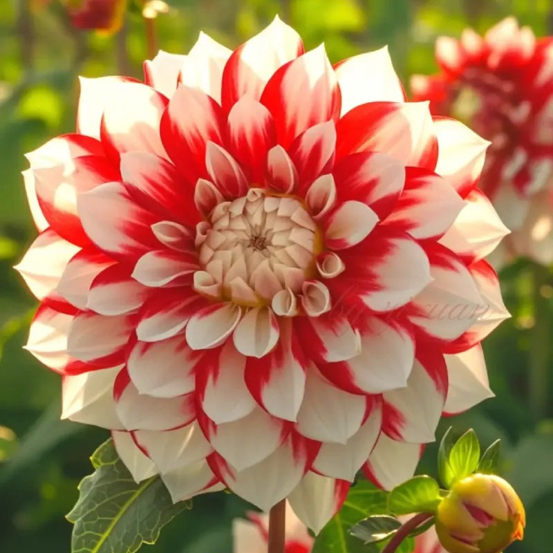 🌺 Rare Double Dahlias 🌿 Bold, Lush Blooms You Won’t Find in Ordinary Gardens