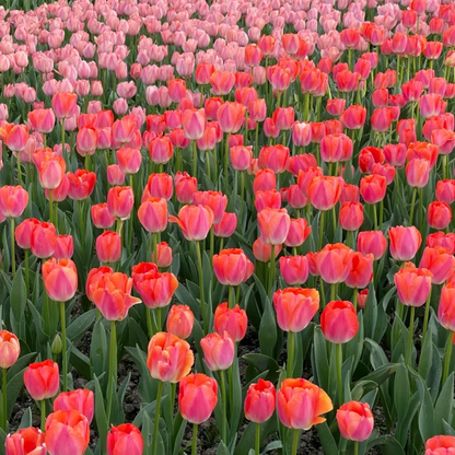 🌷‎⋆. ݁Create a Garden Full of Elegant Tulips