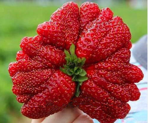Rare Giant Strawberry Seeds 🍓 Grow Huge, Easy to grow
