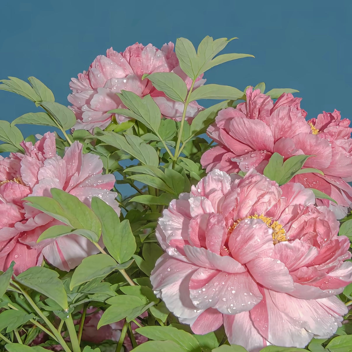 🦋⋰🌸⸝⸝Luxury Double Peonies for a Stunning Garden