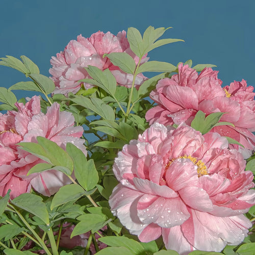 🦋⋰🌸⸝⸝Luxury Double Peonies for a Stunning Garden