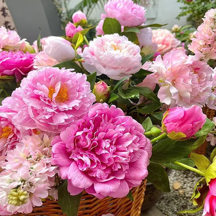 🌺🌺🌺 Bring the “Queen of Flowers” to Your Backyard