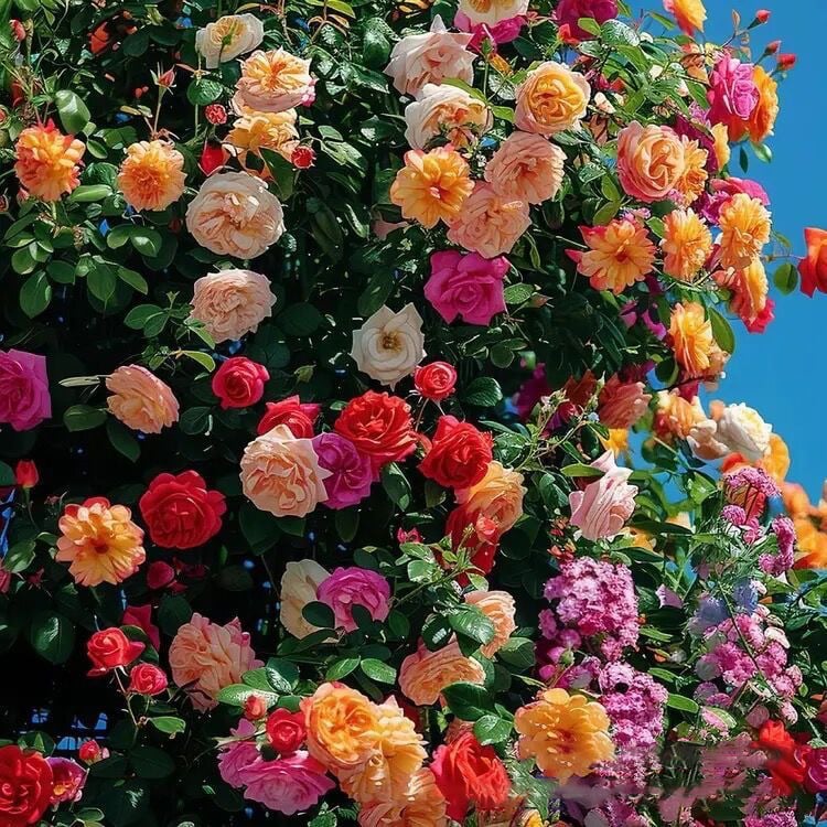 🌹Climbing Rose Seeds🌺 Easy Grow, First-Year Blooming Beauty