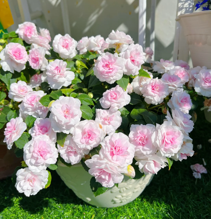 Premium Double Impatiens Seeds — Lush Double Petal Flowers for Containers🌸