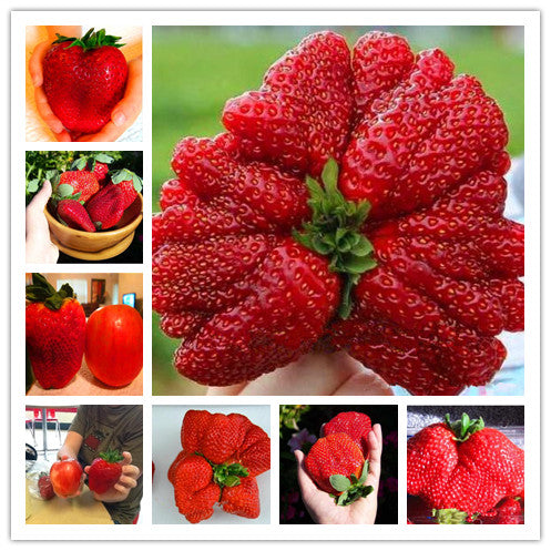 Super Giant Strawberry Seeds 🍓 Grow Huge, Sweet Strawberries at Home