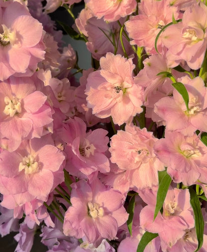 💙Grow Tall, Elegant Delphinium Flowers for a Dreamy Cottage Garden