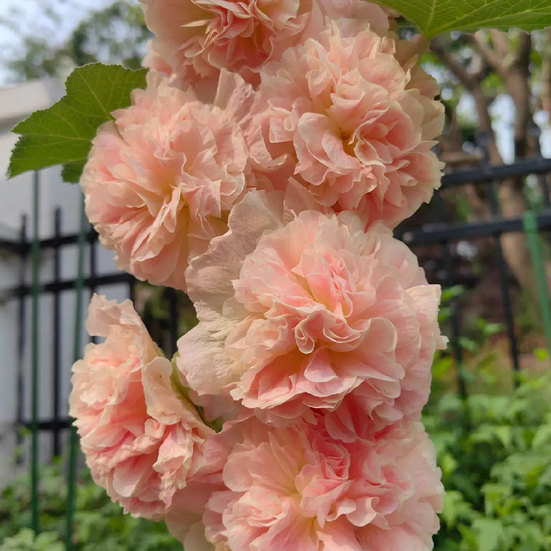 DOUBLE HOLLYHOCK SEEDS