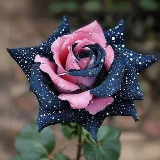 Starlight Mottled Rose - Rare Multicolor