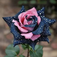 Starlight Mottled Rose - Rare Multicolor