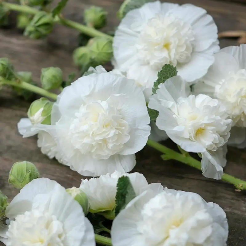 DOUBLE HOLLYHOCK SEEDS