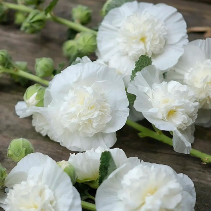 DOUBLE HOLLYHOCK SEEDS