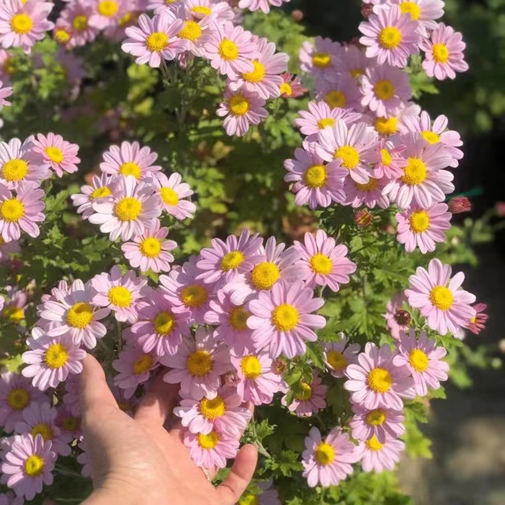 ❌️🦟Mixed Color Pyrethrum Daisies for a Healthier Garden 🌸