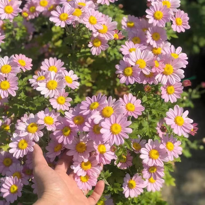 ❌️🦟Mixed Color Pyrethrum Daisies for a Healthier Garden 🌸