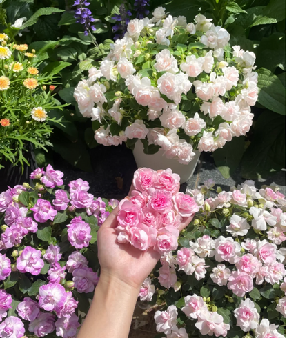 Premium Double Impatiens Seeds — Lush Double Petal Flowers for Containers🌸
