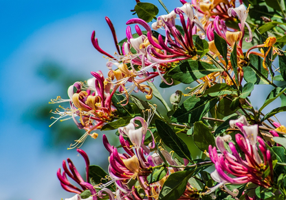 🐝Mixed Color Honeysuckle Seeds | Perennial Climbing Flower, Easy to Grow, Fragrant