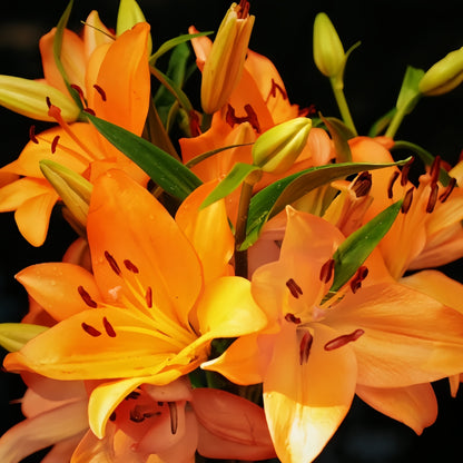 🌸 Double Petal Lily – Where Elegance Meets Fragrance