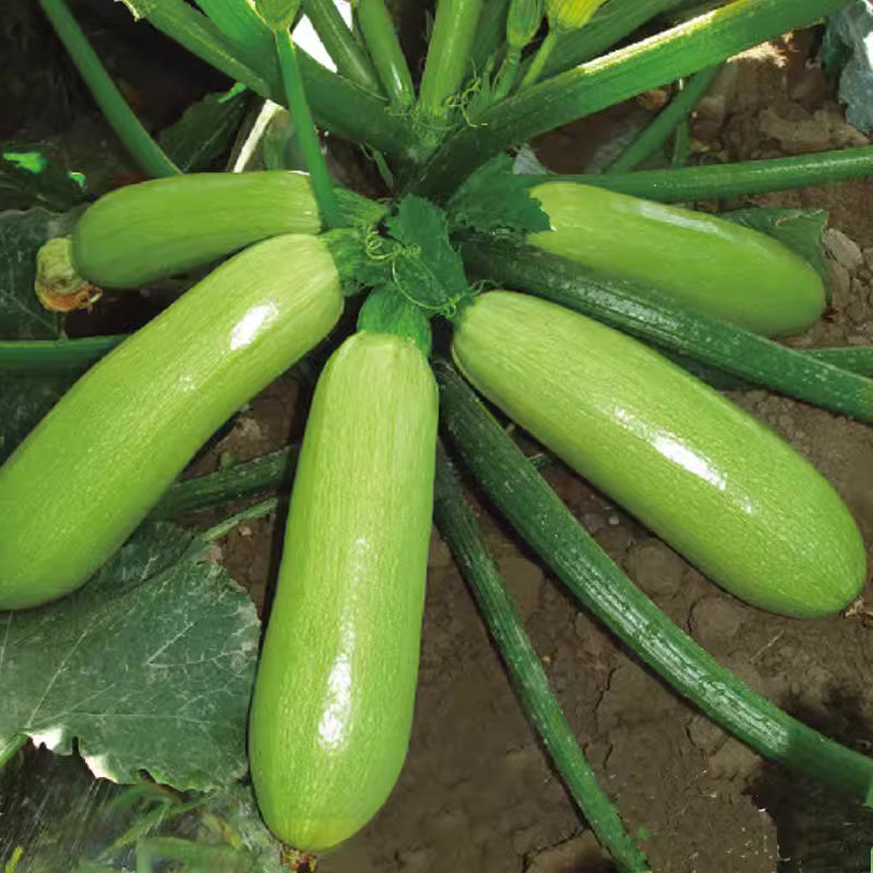 🍰 Creamy Zucchini — The Perfect Blend of Flavor and Health