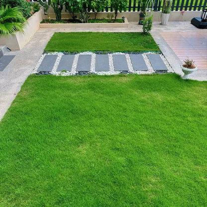 🌿🌿Four Seasons Evergreen Dwarf Grass Seeds – Your Lawn’s New Best Friend☀️