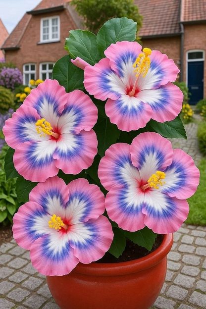🌺 Rare Hibiscus Bulbs – Brighten Your Home with Vibrant Tropical Flowers